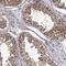 Zinc And Ring Finger 2 antibody, HPA072244, Atlas Antibodies, Immunohistochemistry frozen image 