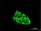 Calcium Voltage-Gated Channel Auxiliary Subunit Gamma 3 antibody, H00010368-B01P, Novus Biologicals, Immunofluorescence image 