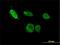ETS2 Repressor Factor antibody, H00002077-M02, Novus Biologicals, Immunofluorescence image 