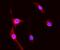 S100A8 antibody, PB9742, Boster Biological Technology, Immunofluorescence image 