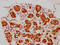 BCL2 Associated Athanogene 3 antibody, CSB-RA002531A0HU, Cusabio, Immunohistochemistry paraffin image 
