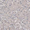 Grainyhead Like Transcription Factor 2 antibody, AMAb91226, Atlas Antibodies, Immunohistochemistry paraffin image 