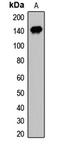 SPIN antibody, LS-C667738, Lifespan Biosciences, Western Blot image 