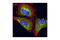 PAB1 antibody, 3505S, Cell Signaling Technology, Immunofluorescence image 