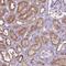Cadherin 7 antibody, HPA061419, Atlas Antibodies, Immunohistochemistry frozen image 