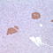 Synaptophysin antibody, TA327740, Origene, Immunohistochemistry paraffin image 