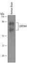 Leucine Rich Repeat Transmembrane Neuronal 4 antibody, AF5377, R&D Systems, Western Blot image 