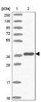 T-Box 10 antibody, NBP2-13417, Novus Biologicals, Western Blot image 