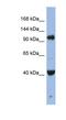 Protein argonaute-4 antibody, NBP1-55239, Novus Biologicals, Western Blot image 