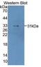 LDOC1 Regulator Of NFKB Signaling antibody, MBS2032170, MyBioSource, Western Blot image 