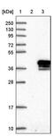 Myelin Protein Zero Like 1 antibody, PA5-55469, Invitrogen Antibodies, Western Blot image 