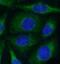Protein Phosphatase 1 Regulatory Subunit 15A antibody, FNab03293, FineTest, Immunofluorescence image 