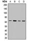 Dual specificity tyrosine-phosphorylation-regulated kinase 2 antibody, LS-C667985, Lifespan Biosciences, Western Blot image 