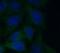 Caspase-4 antibody, FNab01291, FineTest, Immunofluorescence image 