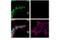 PR domain zinc finger protein 14 antibody, 83527S, Cell Signaling Technology, Immunocytochemistry image 