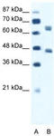 RNA polymerase I-specific transcription initiation factor RRN3 antibody, TA335517, Origene, Western Blot image 