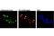 5-Methyl Cytosine antibody, 28692S, Cell Signaling Technology, Immunofluorescence image 