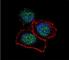 Lysine Demethylase 6B antibody, F40550-0.4ML, NSJ Bioreagents, Western Blot image 