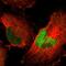 Host Cell Factor C2 antibody, HPA006227, Atlas Antibodies, Immunocytochemistry image 