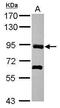 PDZ Domain Containing Ring Finger 4 antibody, PA5-31569, Invitrogen Antibodies, Western Blot image 