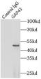 Growth Associated Protein 43 antibody, FNab03341, FineTest, Immunoprecipitation image 