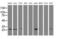 Caseinolytic Mitochondrial Matrix Peptidase Proteolytic Subunit antibody, MA5-25328, Invitrogen Antibodies, Western Blot image 