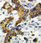BCL2 Antagonist/Killer 1 antibody, LS-C312600, Lifespan Biosciences, Immunohistochemistry frozen image 