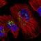 Stromal Cell Derived Factor 4 antibody, HPA011249, Atlas Antibodies, Immunocytochemistry image 