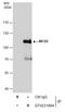 BICD Cargo Adaptor 2 antibody, GTX631994, GeneTex, Immunoprecipitation image 