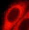 Sorting Nexin 17 antibody, FNab08084, FineTest, Immunofluorescence image 