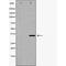 DNA dC->dU-editing enzyme APOBEC-3G antibody, orb228553, Biorbyt, Western Blot image 