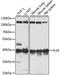 Pleckstrin antibody, 22-114, ProSci, Western Blot image 