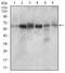 CTNNBL1 antibody, NBP2-37252, Novus Biologicals, Western Blot image 