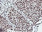 MEP antibody, LS-C786781, Lifespan Biosciences, Immunohistochemistry frozen image 