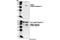 Caspase 9 antibody, 9509S, Cell Signaling Technology, Western Blot image 