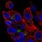 Zinc Finger DHHC-Type Containing 7 antibody, HPA059642, Atlas Antibodies, Immunofluorescence image 
