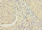 RAB8B, Member RAS Oncogene Family antibody, A66578-100, Epigentek, Immunohistochemistry paraffin image 