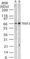 TNF Receptor Associated Factor 3 antibody, PA1-41107, Invitrogen Antibodies, Western Blot image 