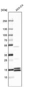 G Antigen 1 antibody, NBP2-54704, Novus Biologicals, Western Blot image 
