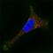 Galactosidase Alpha antibody, AF6146, R&D Systems, Immunofluorescence image 