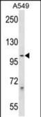 Protocadherin Beta 1 antibody, PA5-48694, Invitrogen Antibodies, Western Blot image 