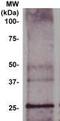 Chaperonin 10 antibody, TA354569, Origene, Western Blot image 