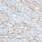 Zinc Finger Protein 415 antibody, 15-790, ProSci, Immunohistochemistry paraffin image 