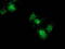 Nudix Hydrolase 6 antibody, TA502355, Origene, Immunofluorescence image 