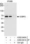 G3BP Stress Granule Assembly Factor 2 antibody, A302-041A, Bethyl Labs, Immunoprecipitation image 