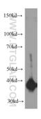 Annexin A2 antibody, 60051-1-Ig, Proteintech Group, Western Blot image 