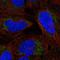 Rho GTPase Activating Protein 20 antibody, HPA076303, Atlas Antibodies, Immunofluorescence image 
