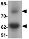 Golgin A5 antibody, GTX31546, GeneTex, Western Blot image 