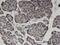 Zinc Finger Protein 44 antibody, H00051710-M01, Novus Biologicals, Immunohistochemistry frozen image 