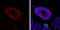 SRY-Box 2 antibody, GTX627405, GeneTex, Immunohistochemistry paraffin image 